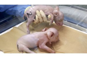 Японские ученые клонировали генетически модифицированных свиней для пересадки их органов человеку